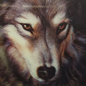 Wolf 3D Lenticular Wall Decor